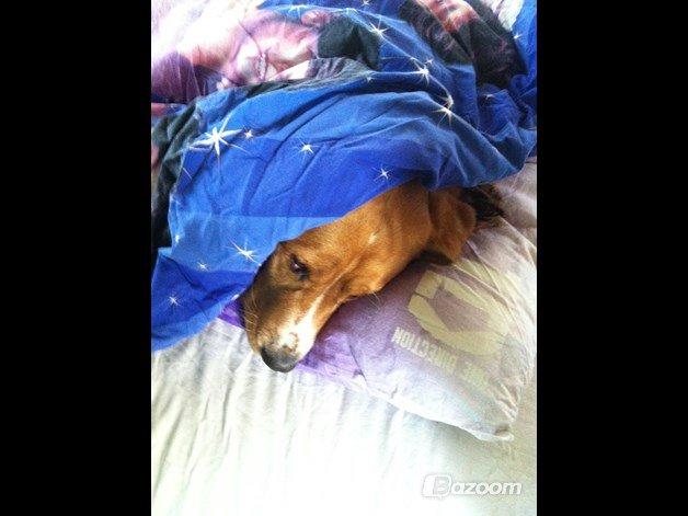 Blanding af racer Kenzo (Uffe/Luffe) billede 27