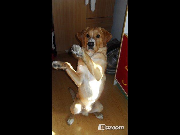 Blanding af racer Kenzo (Uffe/Luffe) billede 30