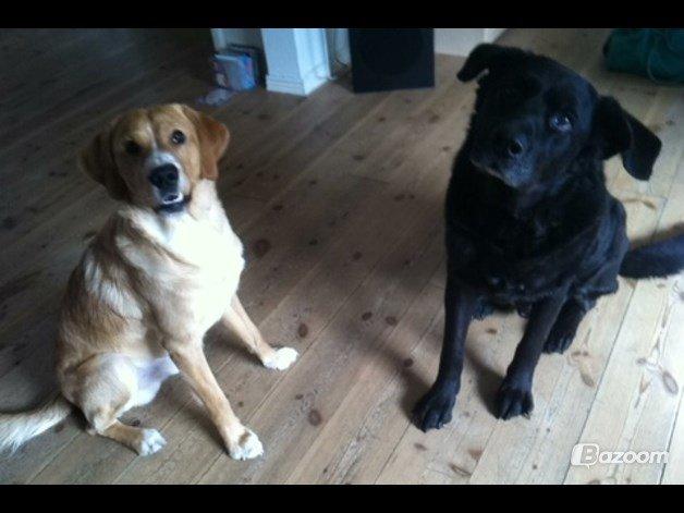 Blanding af racer Kenzo (Uffe/Luffe) - De små :3 billede 32