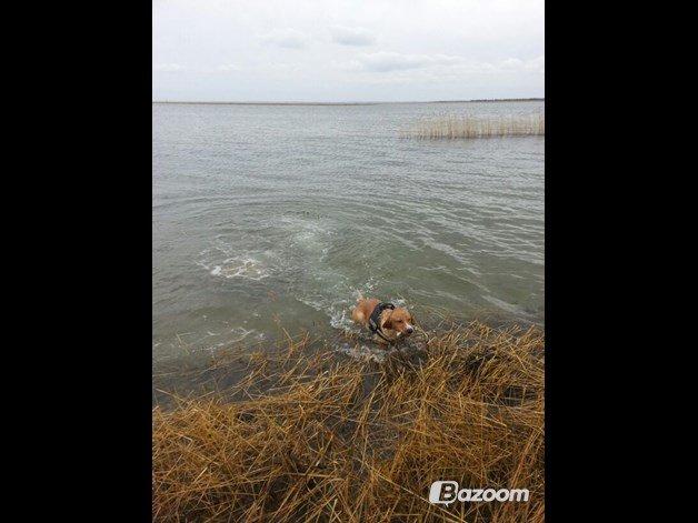 Blanding af racer Kenzo (Uffe/Luffe) billede 33