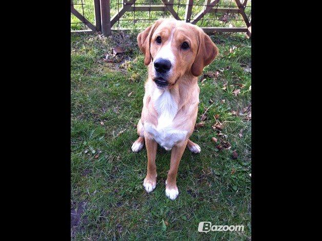 Blanding af racer Kenzo (Uffe/Luffe) billede 34