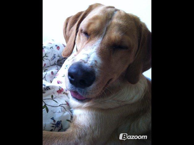 Blanding af racer Kenzo (Uffe/Luffe) - ''Hvad snakker du om?'' billede 35