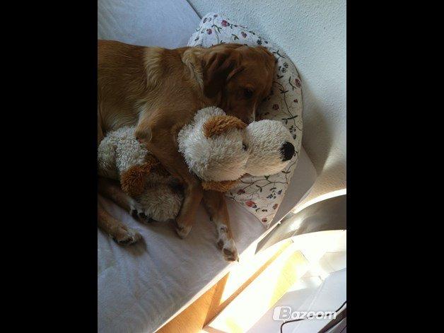 Blanding af racer Kenzo (Uffe/Luffe) - Kenzo og Emma - min eneste bamse som hundene ikke måtte røre. Hun bor nu i haven, sammen med alle deres andre tyvkoster... billede 31