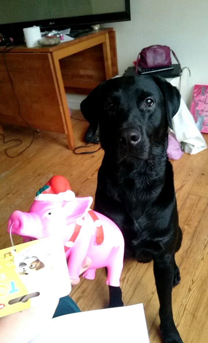 Labrador retriever Captain Morgan Freeman billede 1