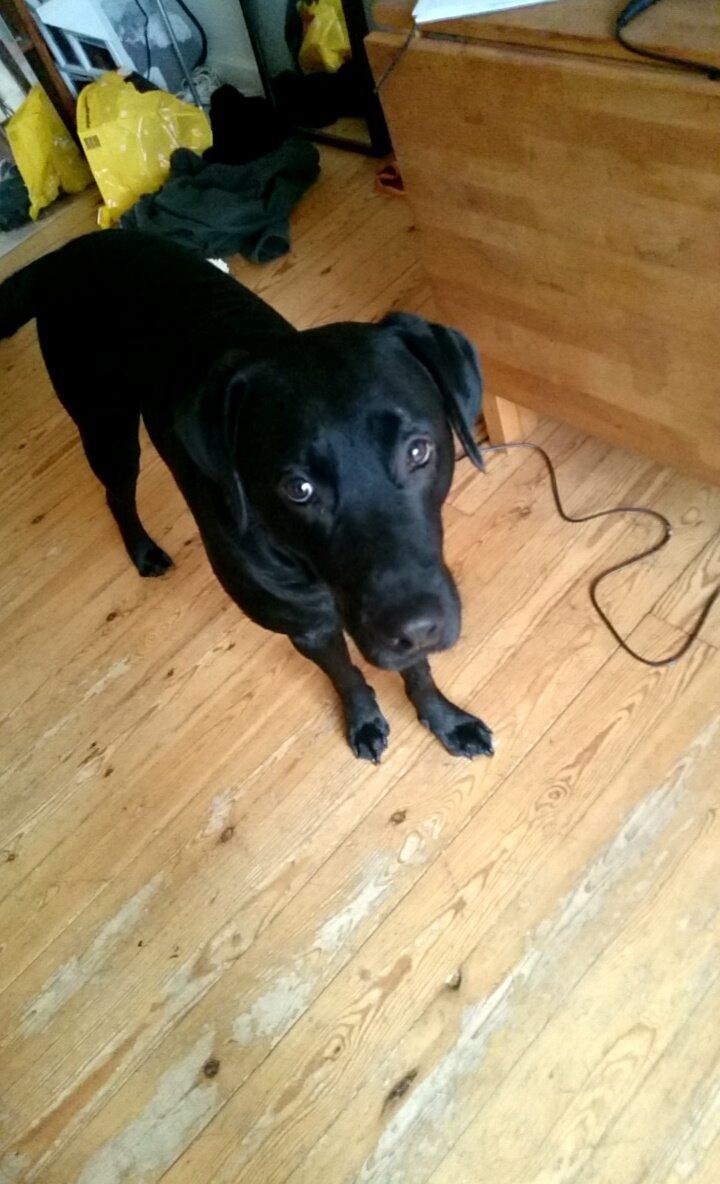 Labrador retriever Captain Morgan Freeman billede 2