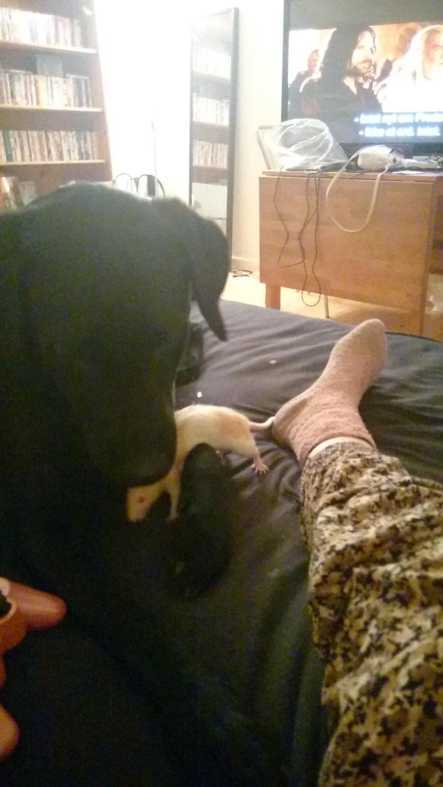 Labrador retriever Captain Morgan Freeman billede 3