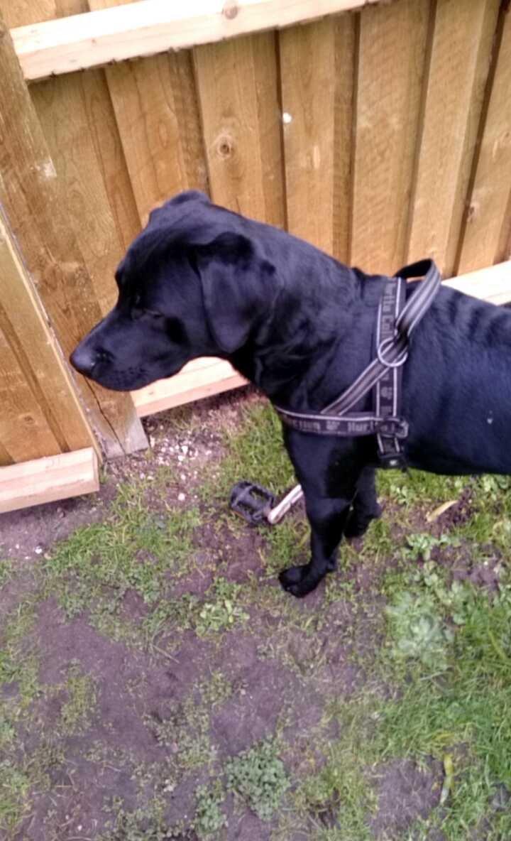 Labrador retriever Captain Morgan Freeman billede 4