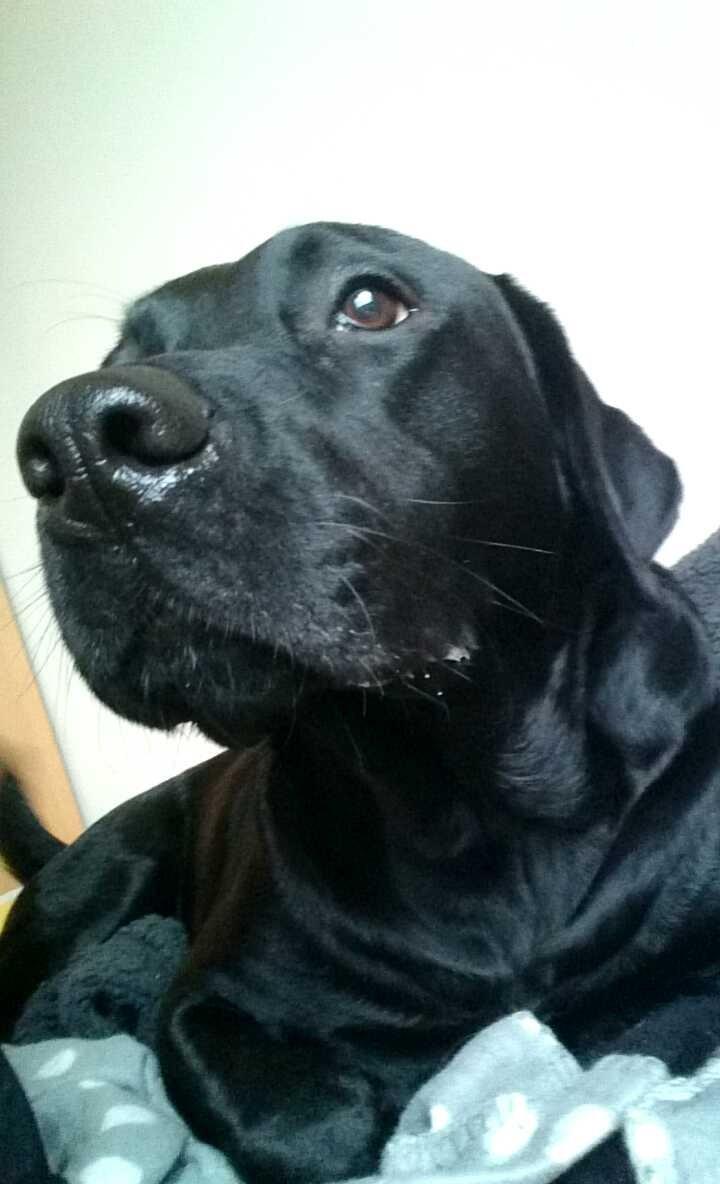 Labrador retriever Captain Morgan Freeman billede 5