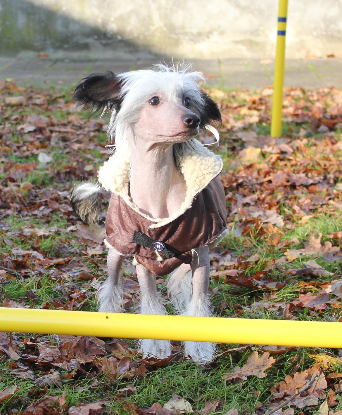 Chinese crested hårløs zita billede 1