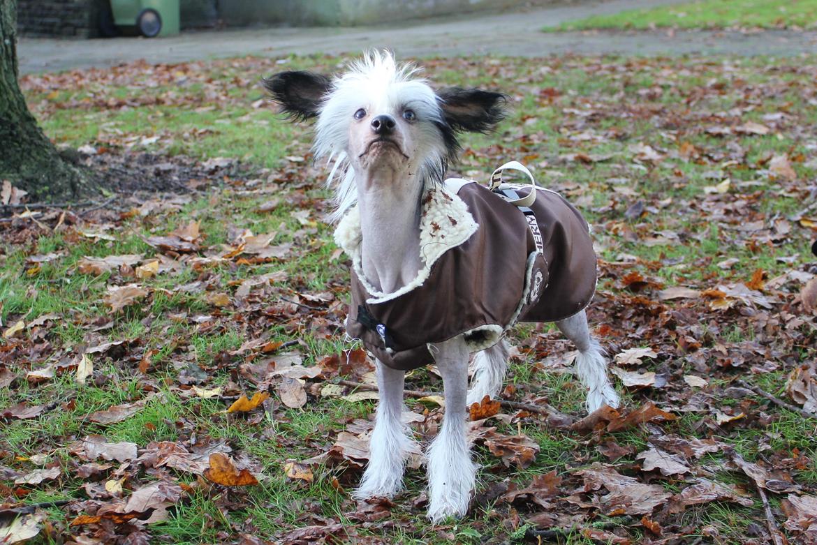 Chinese crested hårløs zita billede 2
