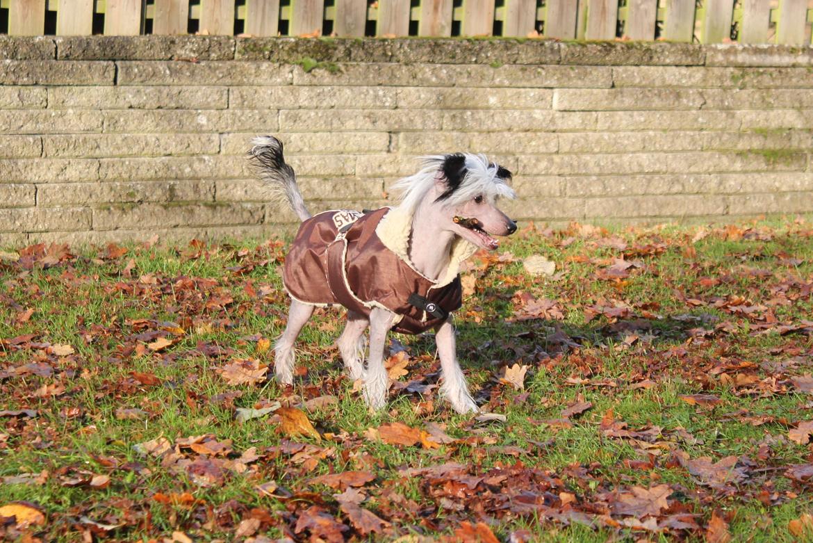Chinese crested hårløs zita billede 3