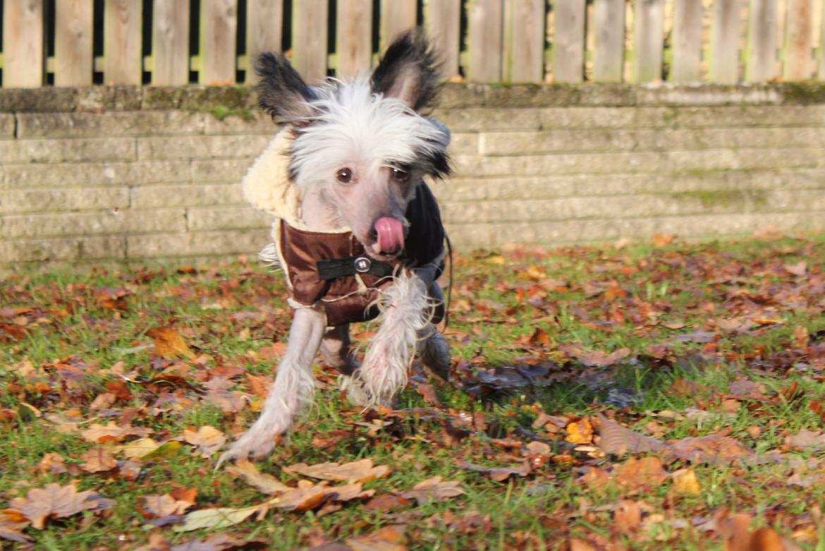 Chinese crested hårløs zita billede 4