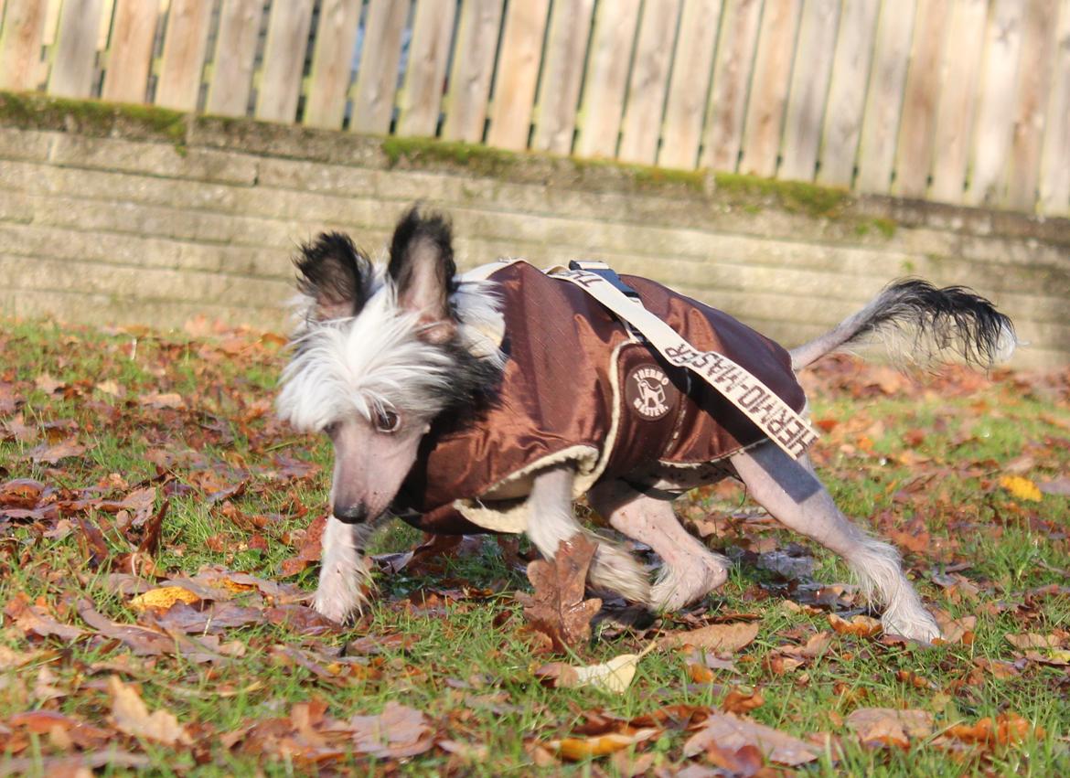 Chinese crested hårløs zita billede 5