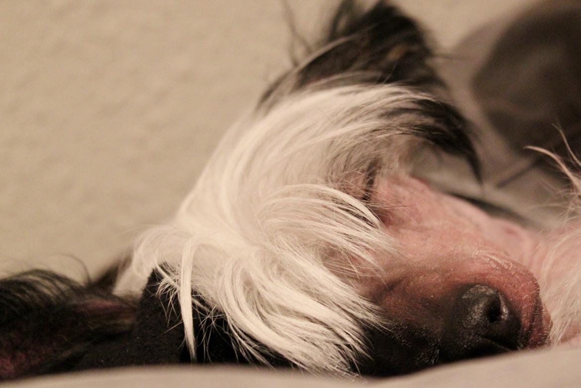 Chinese crested hårløs zita billede 6