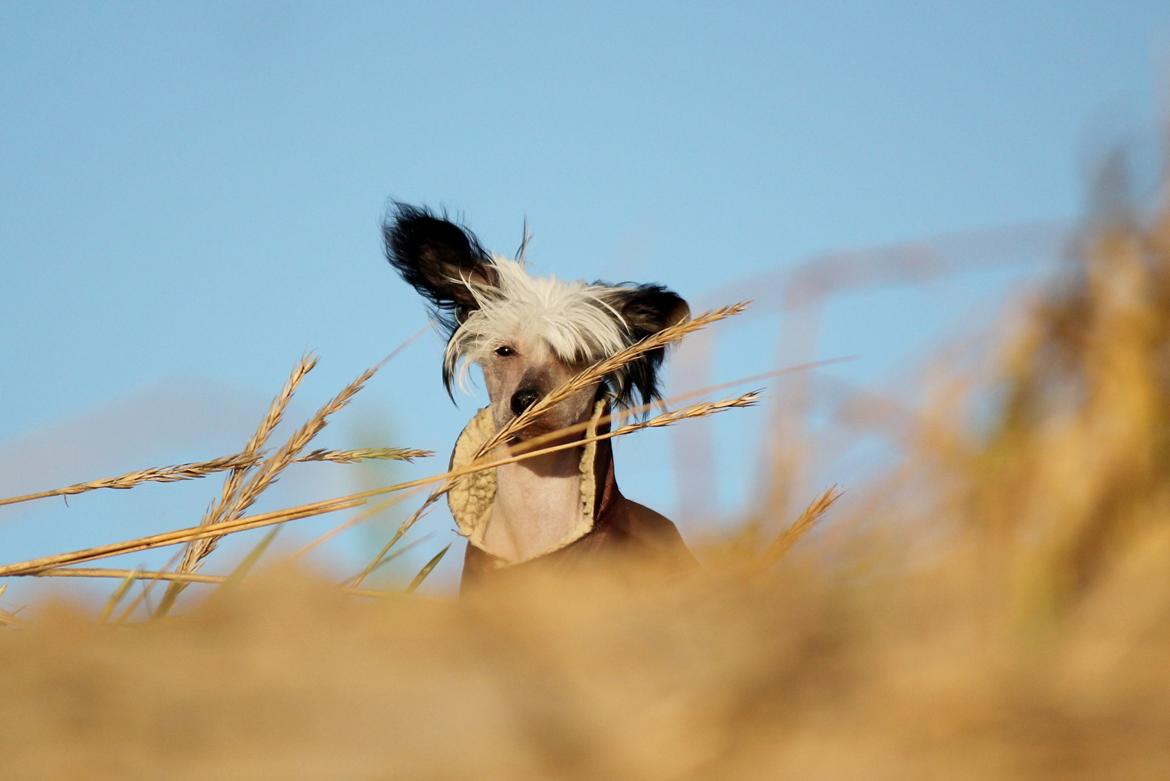 Chinese crested hårløs zita billede 7