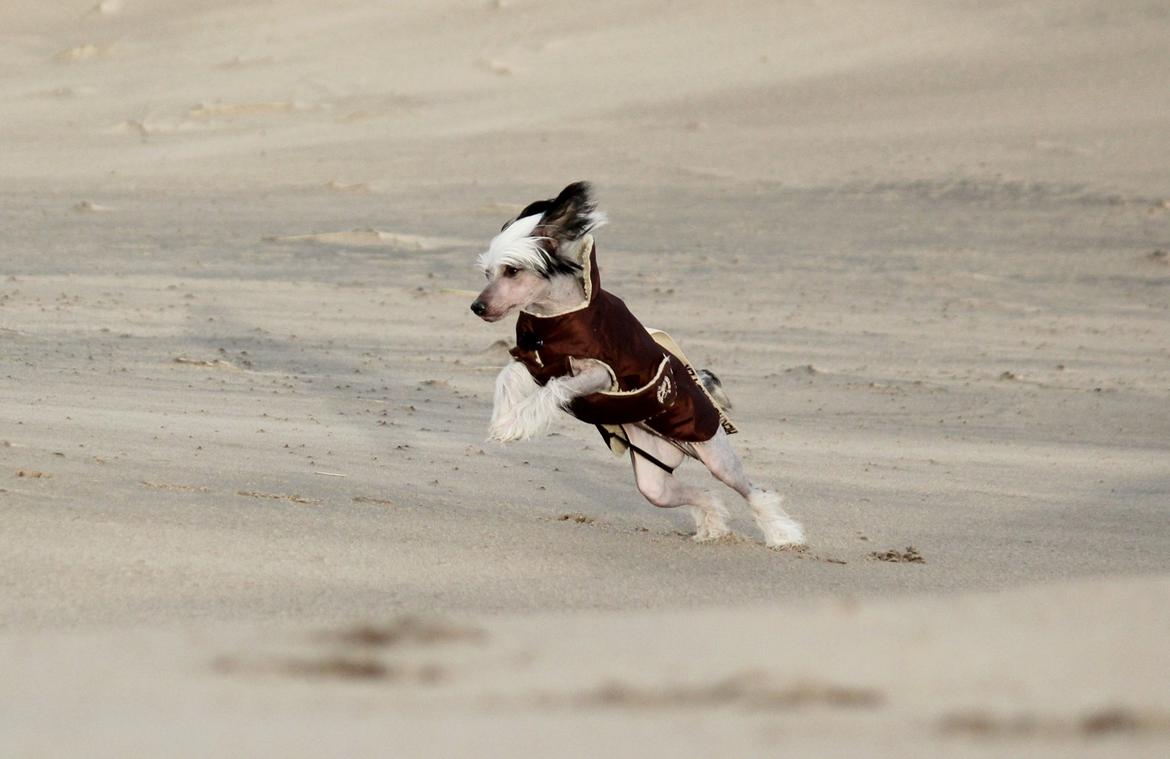 Chinese crested hårløs zita billede 8