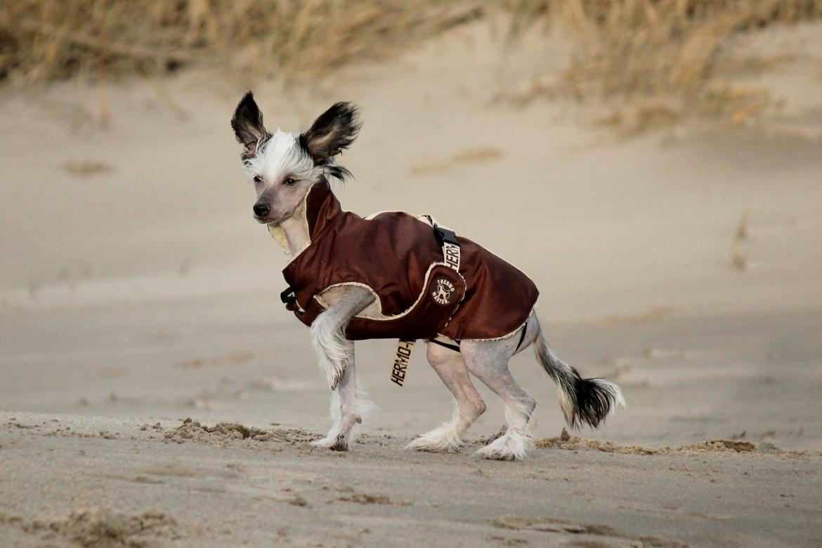 Chinese crested hårløs zita billede 9