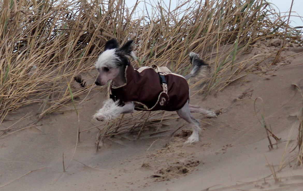 Chinese crested hårløs zita billede 10