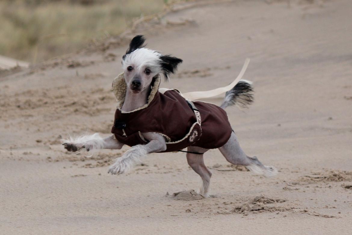Chinese crested hårløs zita billede 11