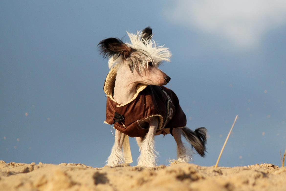 Chinese crested hårløs zita billede 12