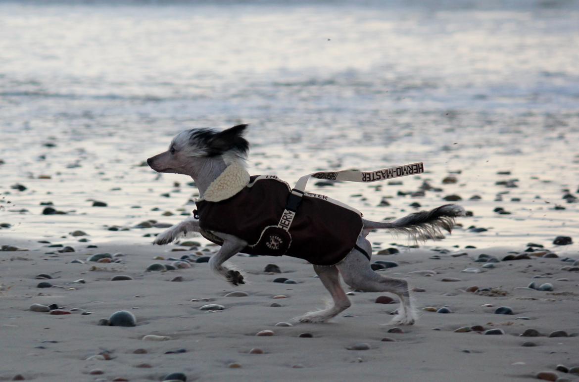 Chinese crested hårløs zita billede 13
