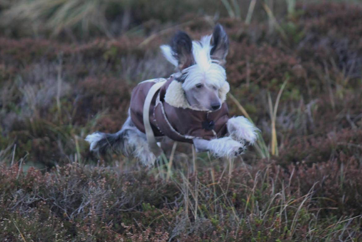 Chinese crested hårløs zita billede 14