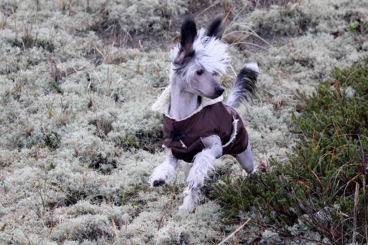 Chinese crested hårløs zita billede 15
