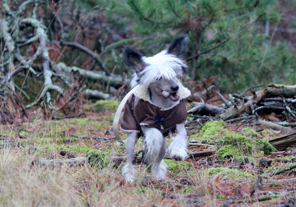 Chinese crested hårløs zita billede 16