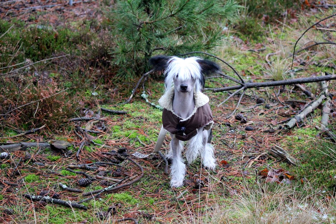 Chinese crested hårløs zita billede 17