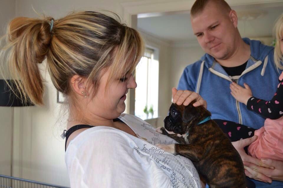 Boxer Passion Hills Dark Knight *Taiga* billede 2