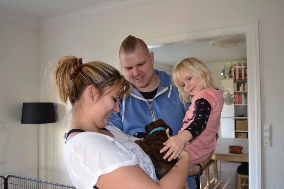 Boxer Passion Hills Dark Knight *Taiga* billede 1