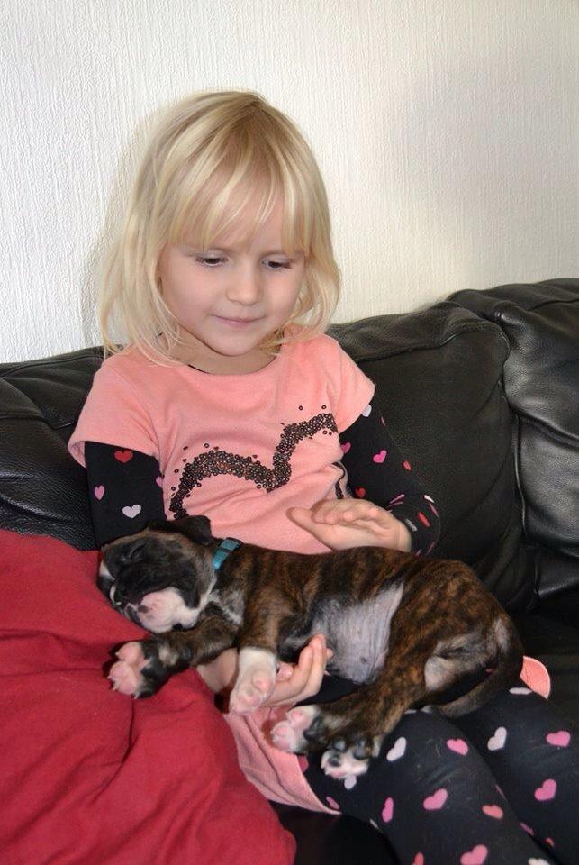 Boxer Passion Hills Dark Knight *Taiga* billede 3