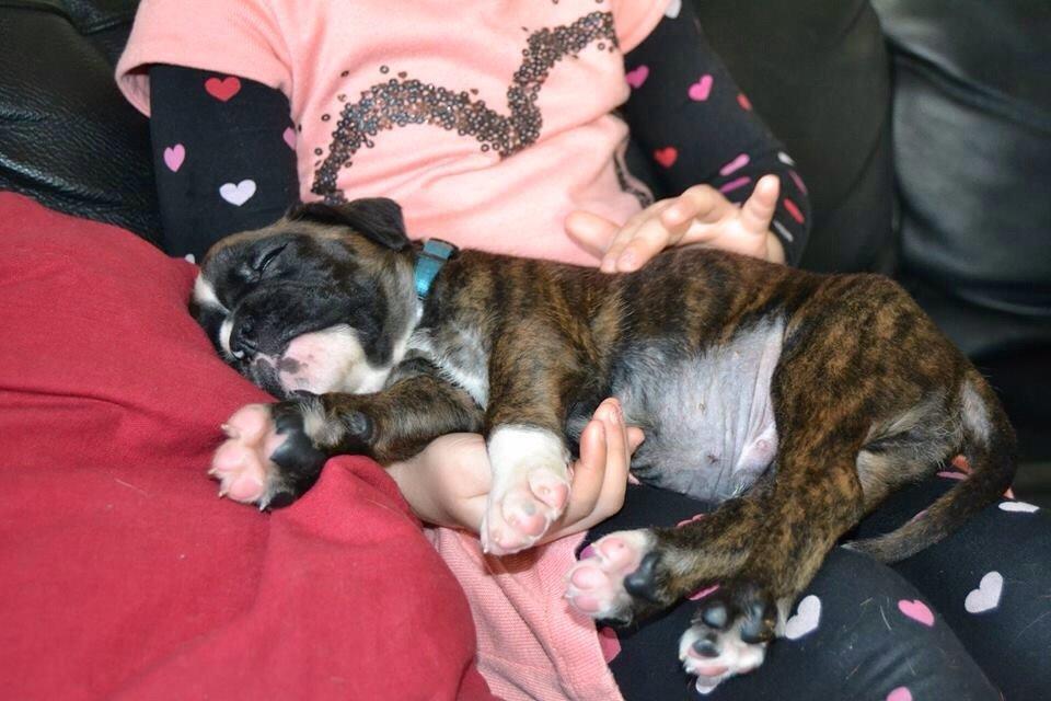 Boxer Passion Hills Dark Knight *Taiga* billede 4