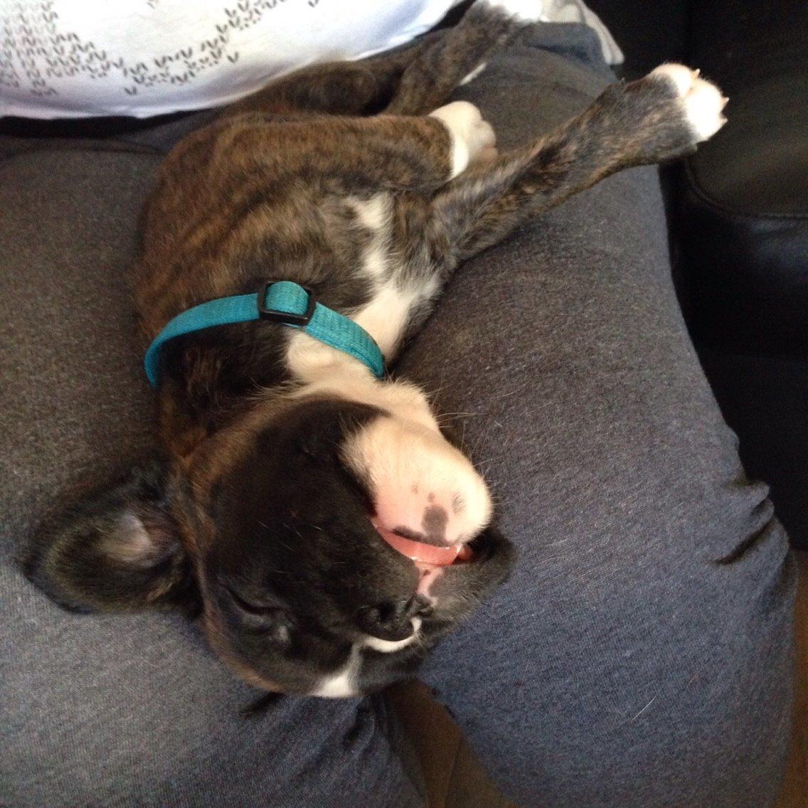 Boxer Passion Hills Dark Knight *Taiga* billede 5