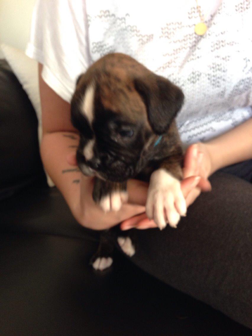 Boxer Passion Hills Dark Knight *Taiga* billede 7