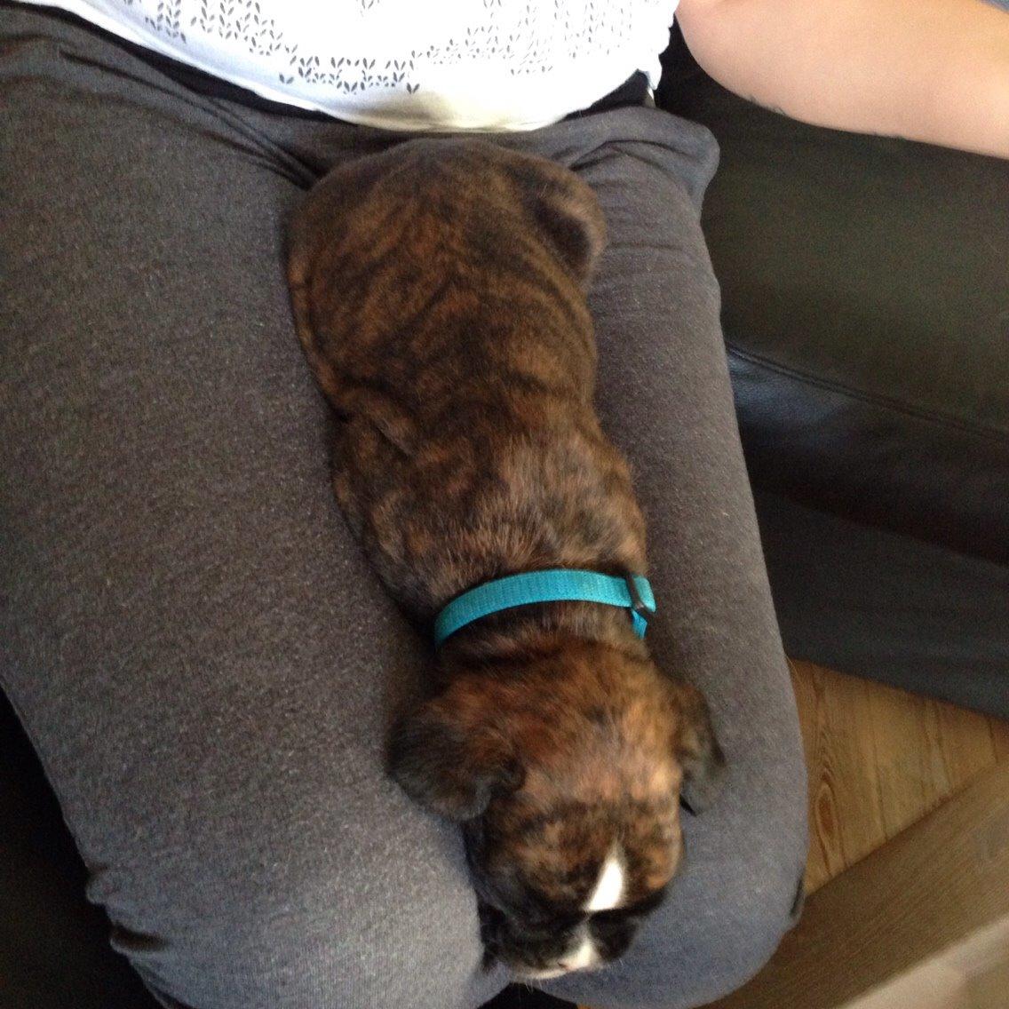 Boxer Passion Hills Dark Knight *Taiga* billede 6