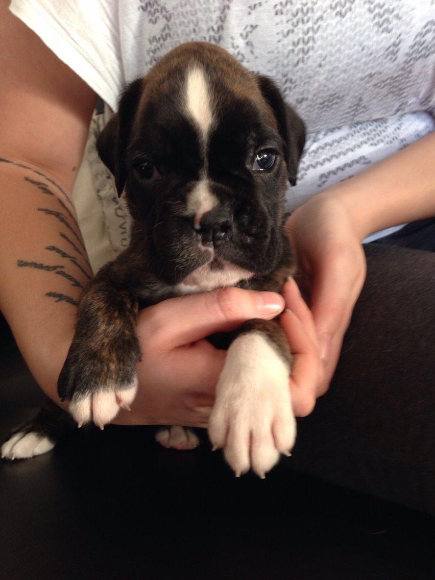 Boxer Passion Hills Dark Knight *Taiga* billede 8