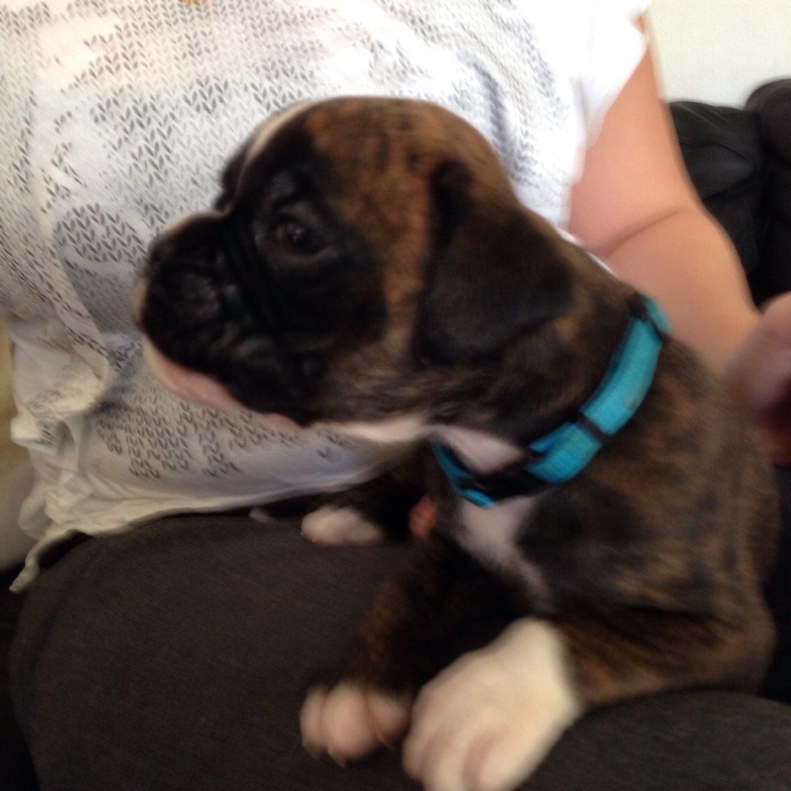 Boxer Passion Hills Dark Knight *Taiga* billede 9