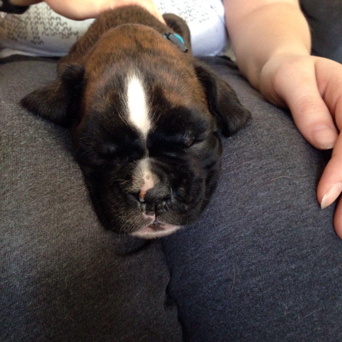 Boxer Passion Hills Dark Knight *Taiga* billede 10