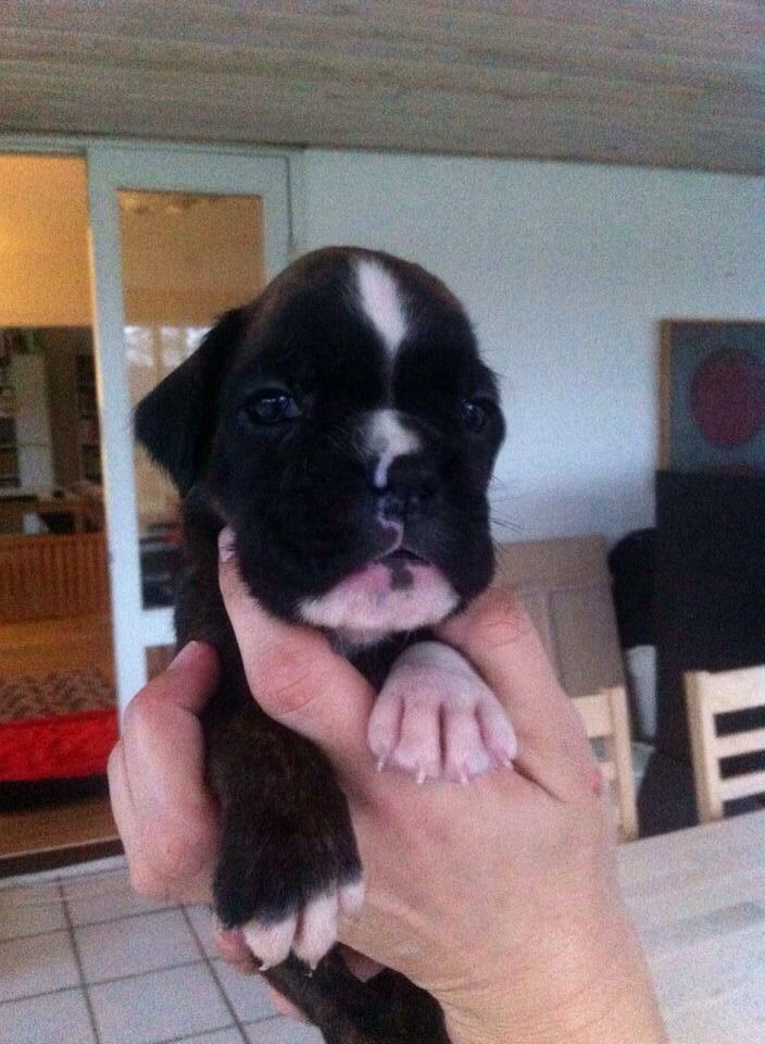 Boxer Passion Hills Dark Knight *Taiga* billede 12