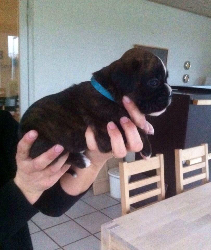 Boxer Passion Hills Dark Knight *Taiga* billede 11