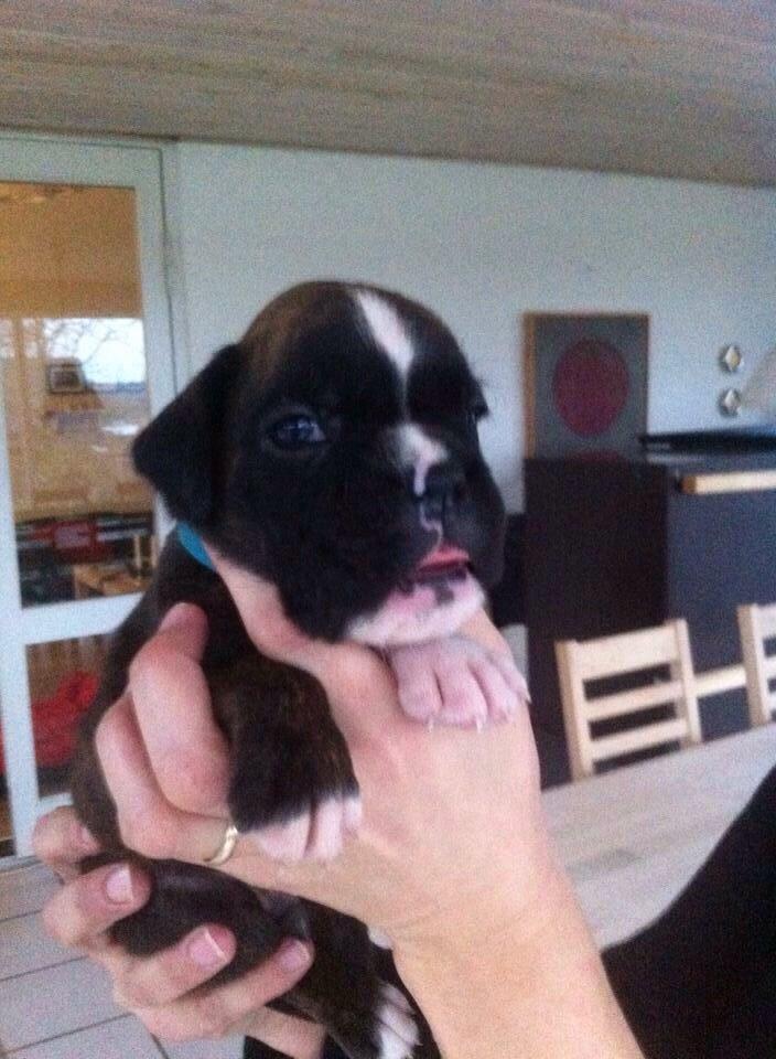 Boxer Passion Hills Dark Knight *Taiga* billede 13