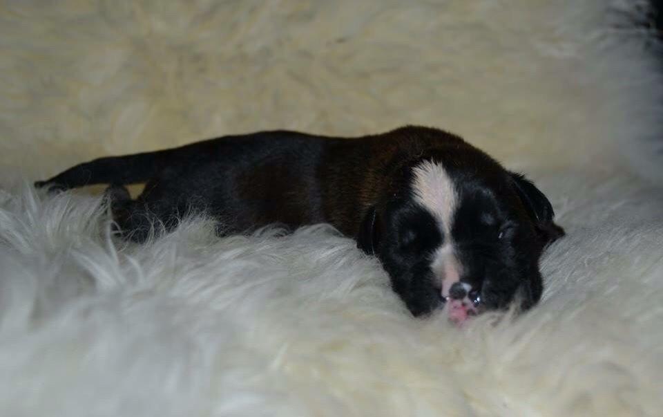 Boxer Passion Hills Dark Knight *Taiga* billede 15