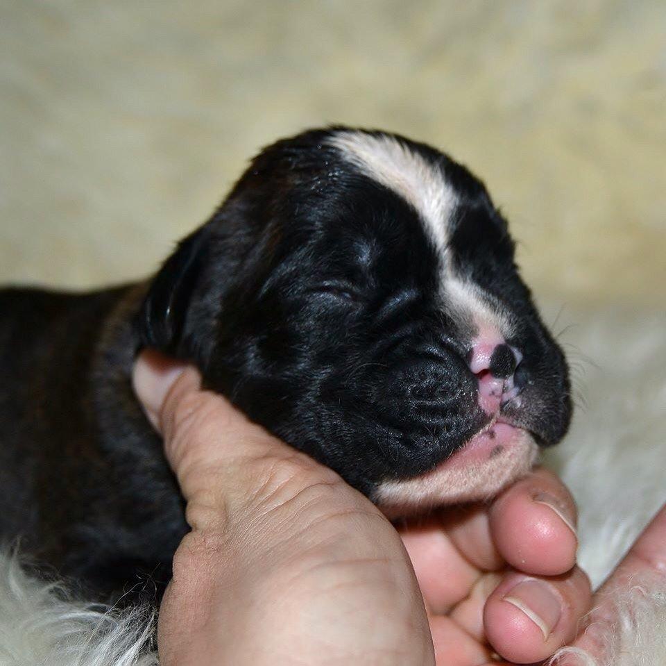 Boxer Passion Hills Dark Knight *Taiga* billede 14