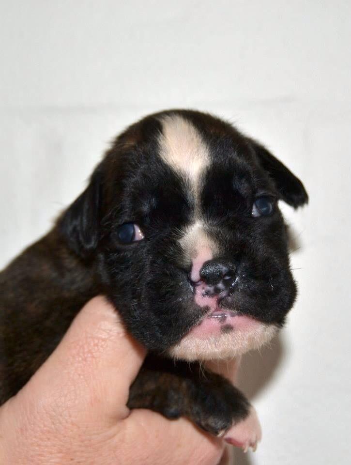 Boxer Passion Hills Dark Knight *Taiga* billede 16