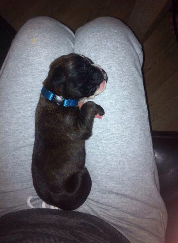 Boxer Passion Hills Dark Knight *Taiga* billede 17