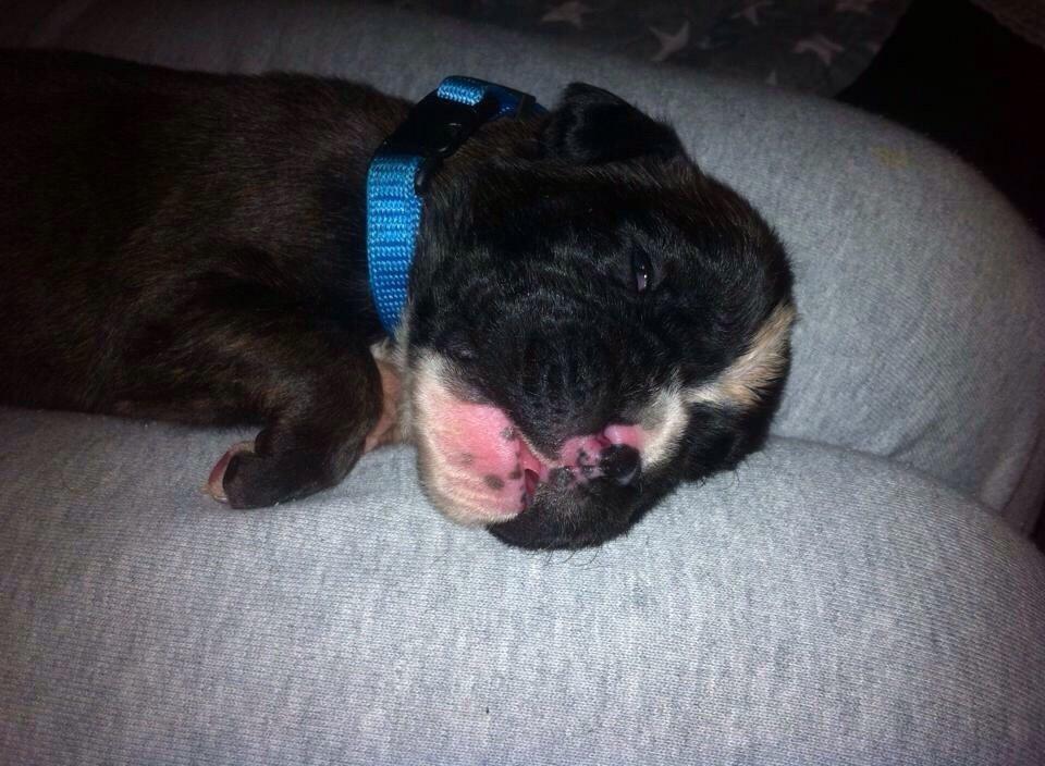 Boxer Passion Hills Dark Knight *Taiga* billede 18