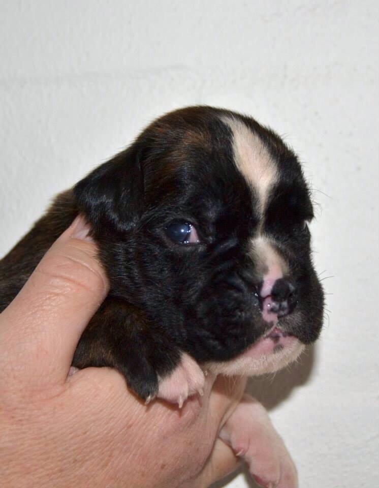 Boxer Passion Hills Dark Knight *Taiga* billede 19