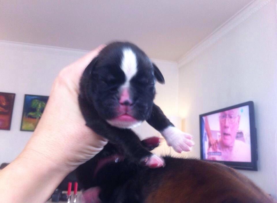 Boxer Passion Hills Dark Knight *Taiga* billede 21