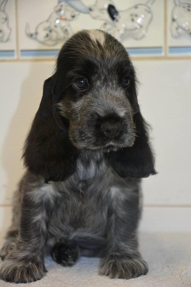 Cocker spaniel Sky - Sky 8 uger billede 5